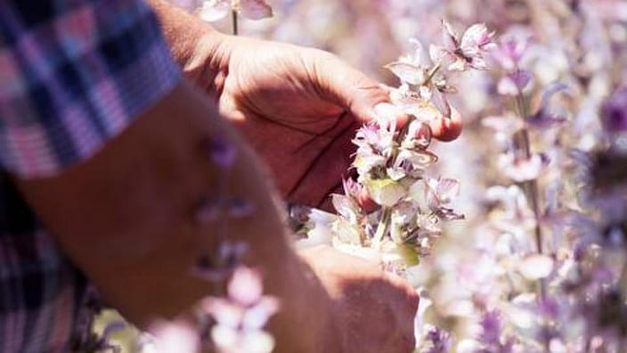 hands picking flowers