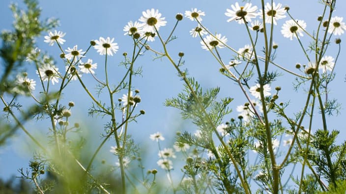 Składniki w 100% naturalnego pochodzenia