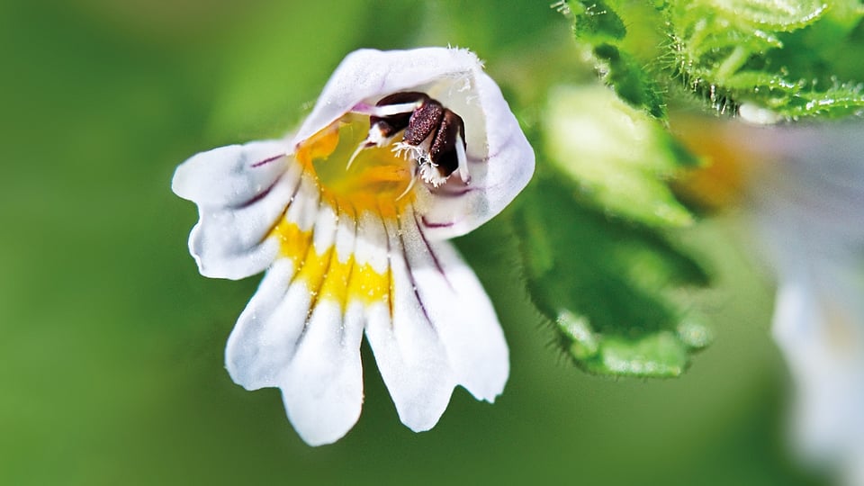 Euphrasia flower