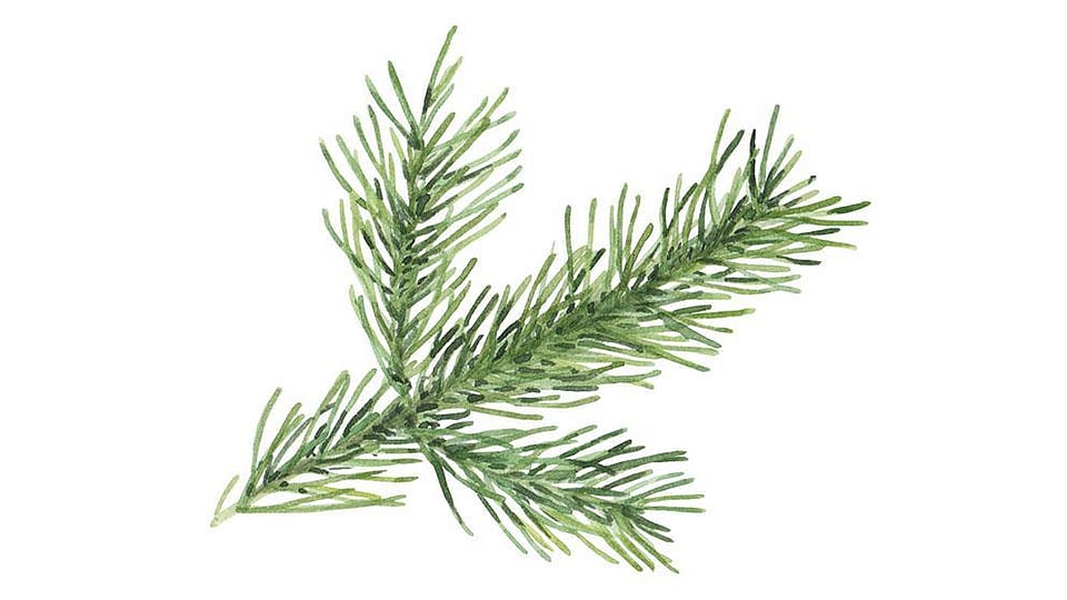 Abies Alba Leaf Oil