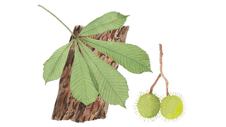 Aesculus Hippocastanum (Horse Chestnut) Bark Extract