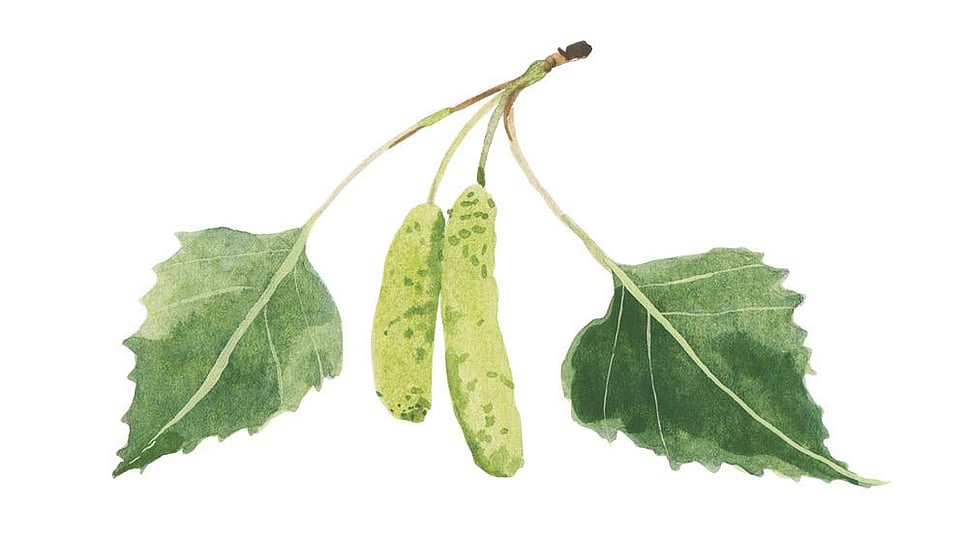 Betula Alba Leaf Extract