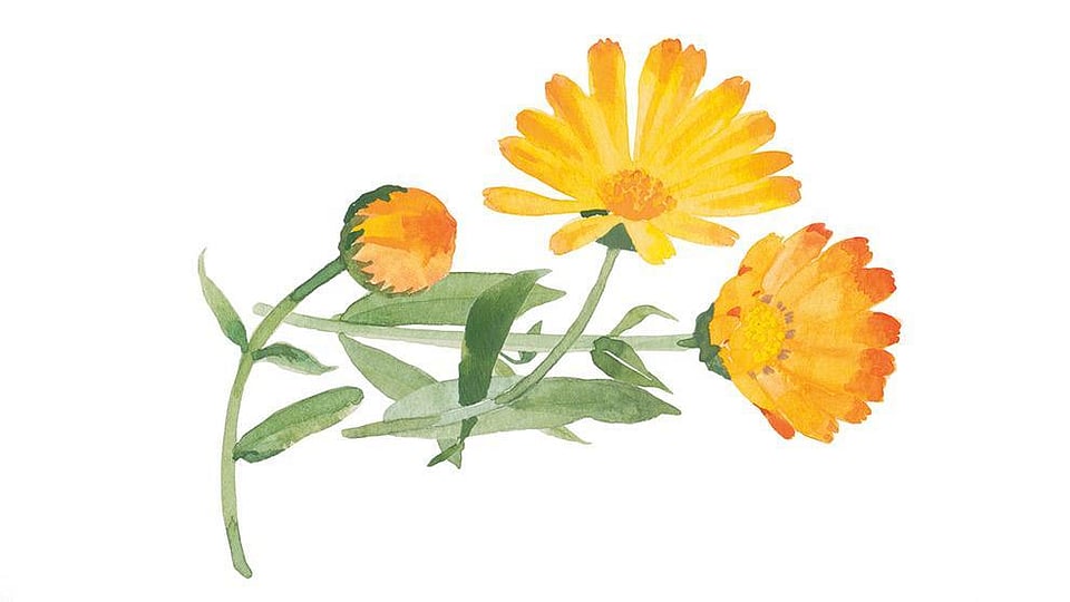 Calendula Officinalis Flower Extract