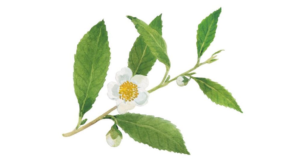 Camellia Sinensis Leaf Extract