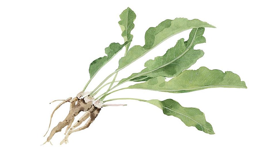 Cochlearia Armoracia (Horseradish) Leaf Extract