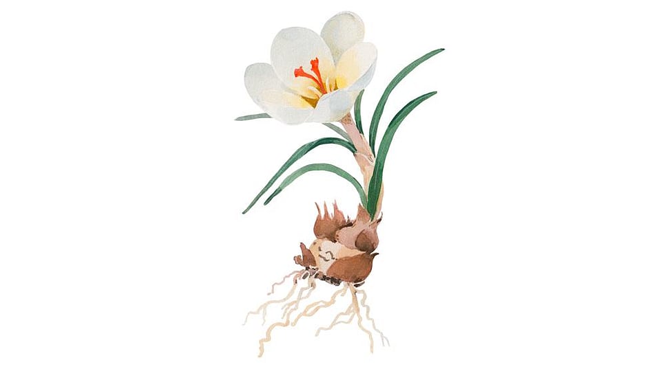 Crocus Chrysanthus Bulb Extract