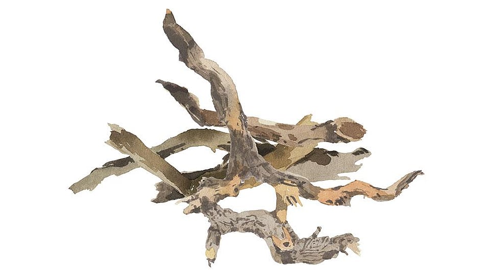 Krameria Triandra Root Extract