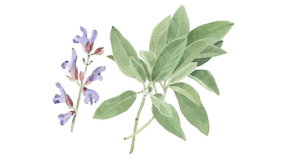 Salvia Officinalis (Sage) Leaf Extract