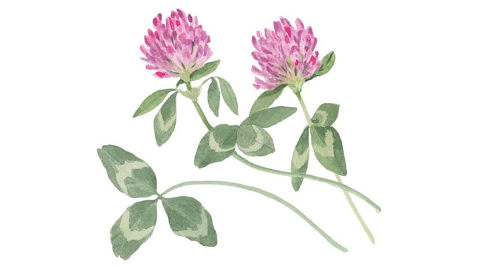 Trifolium Pratense (Clover) Flower Extract