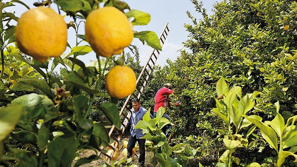 citrus fruits