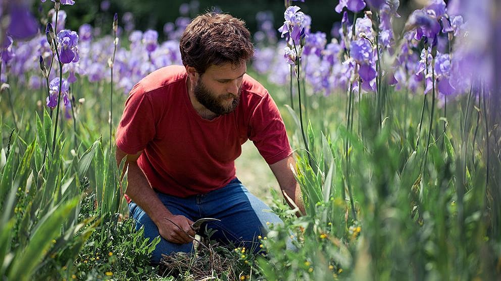 gardener with lavendula