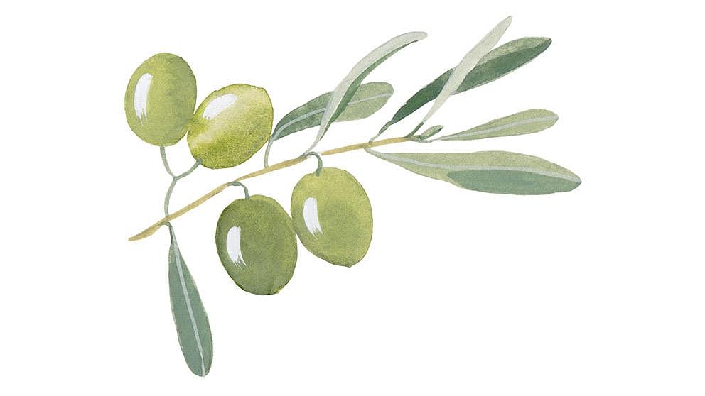 Ekstrakt z liści oliwnych