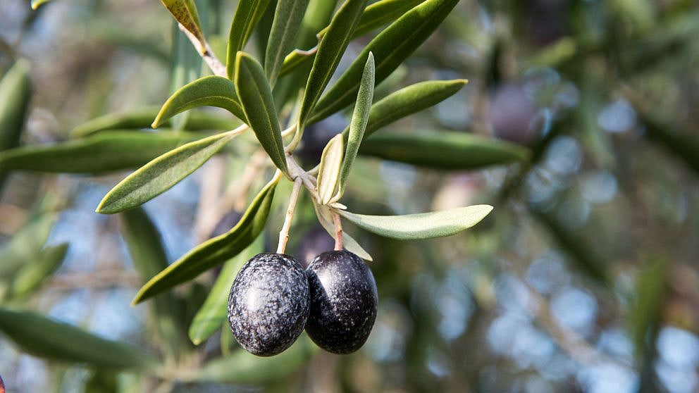 Superfood dla suchej skóry